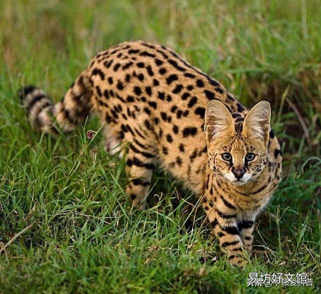 猫咪品种排行榜前十名(猫咪品种排行榜前十名蓝色英短)