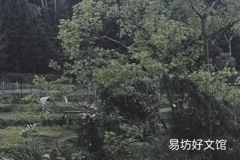 为什么清明节要扫墓祭祖,祭扫的意义和内涵在哪里呢?