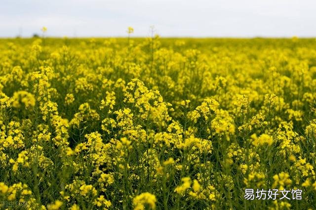 “做天难做二月天,油菜要雨麦要干”,农谚预测年景,啥说法?