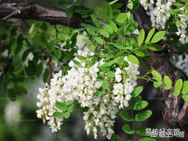 家院里栽几颗树好?