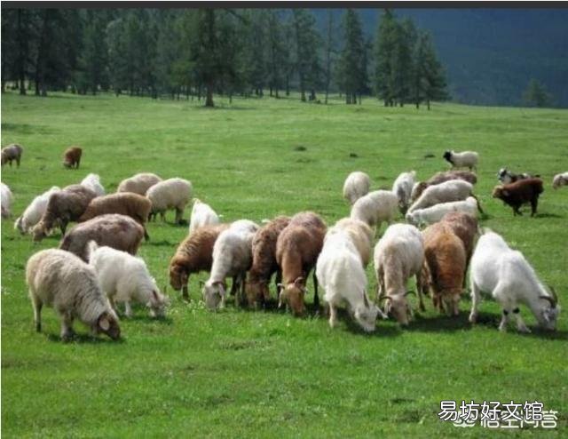 河南本地活羊,一只羊大概多少钱?