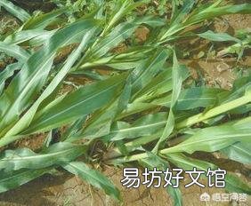 玉米为什么易倒伏?