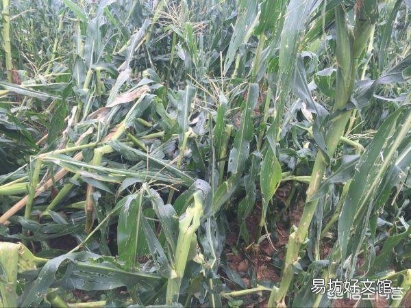玉米为什么易倒伏?