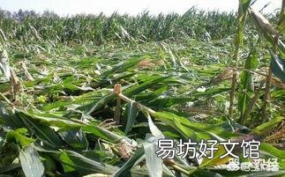 玉米为什么易倒伏?