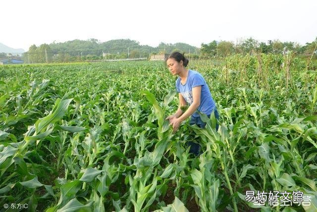 玉米为什么易倒伏?