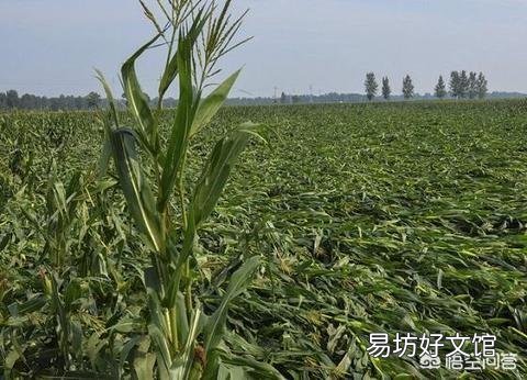 玉米为什么易倒伏?