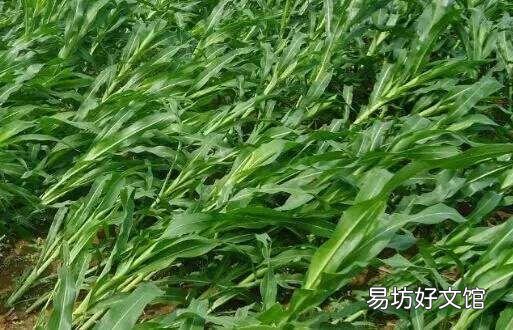 玉米为什么易倒伏?