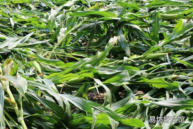 玉米为什么易倒伏?