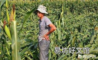 玉米为什么易倒伏?