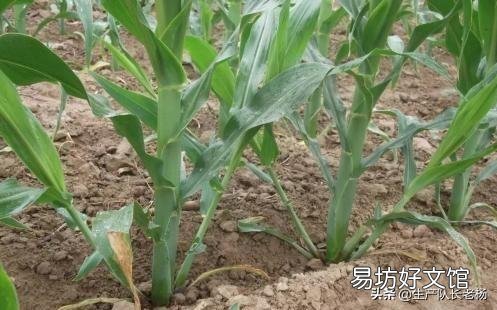 玉米生长到半米高，根部长出的根叉用不用掰掉呢？