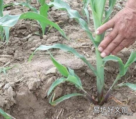 玉米生长到半米高，根部长出的根叉用不用掰掉呢？