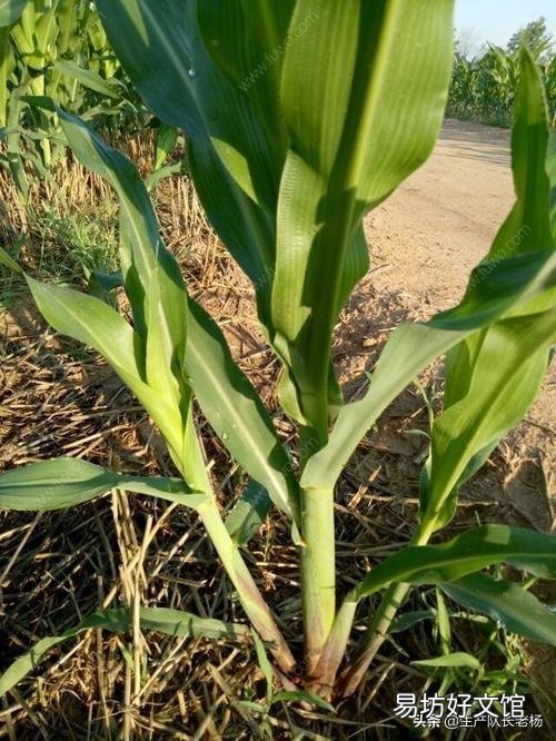 玉米生长到半米高，根部长出的根叉用不用掰掉呢？