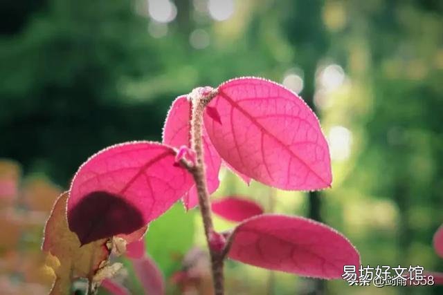 这三张照片,有什么优点、缺点,缺点应该怎么改正?