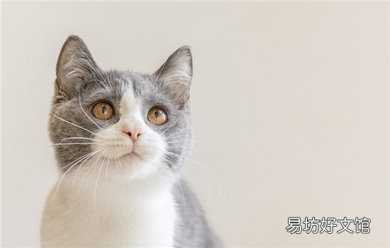公猫要不要做绝育(2岁公猫要不要做绝育)
