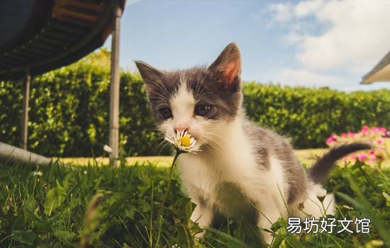 猫咪做完绝育后多久可以摘头圈(猫咪绝育后多久可以摘头套)