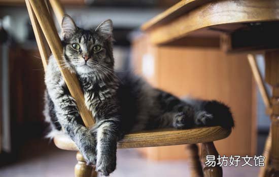 公猫绝育后尿血是什么原因(公猫咪绝育后尿血)
