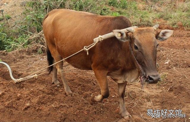 农村俗语:冬在头,卖了被子去买牛;冬在尾,冻死鬼,是什么意思?
