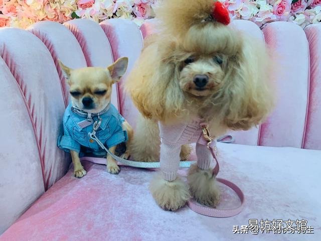 狗的一年相当多大岁数？有何依据？