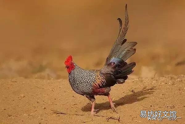 先有的鸡还是先有的蛋?这个问题有什么含义?