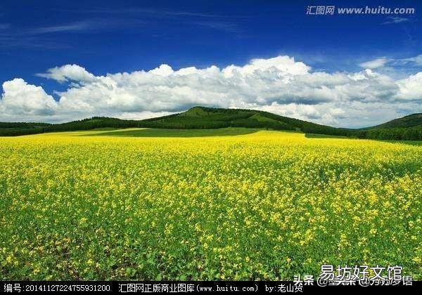 出图《种油菜》请各位老师作诗一首？