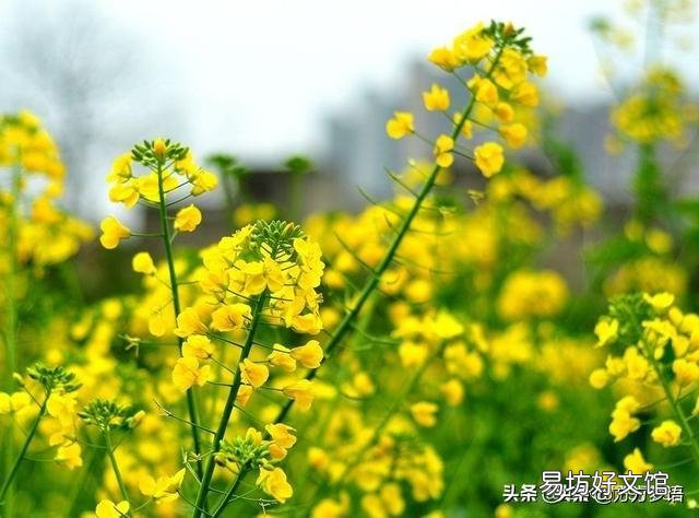 出图《种油菜》请各位老师作诗一首？