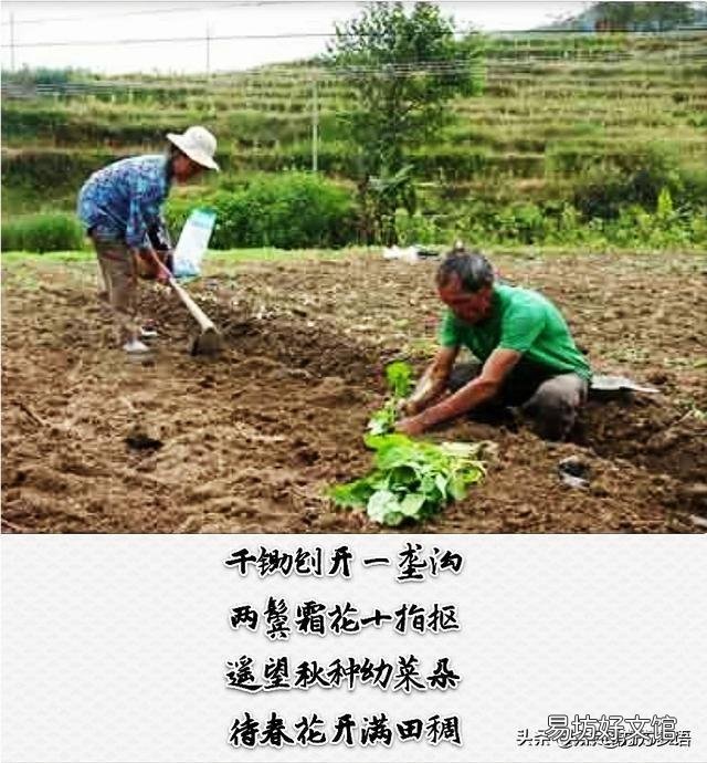 出图《种油菜》请各位老师作诗一首？