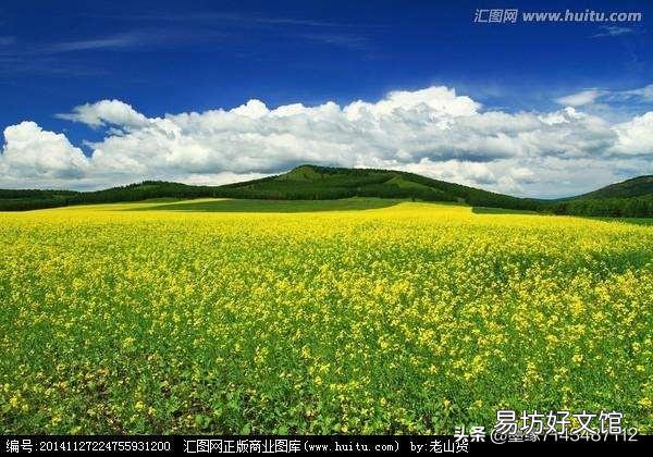 出图《种油菜》请各位老师作诗一首？