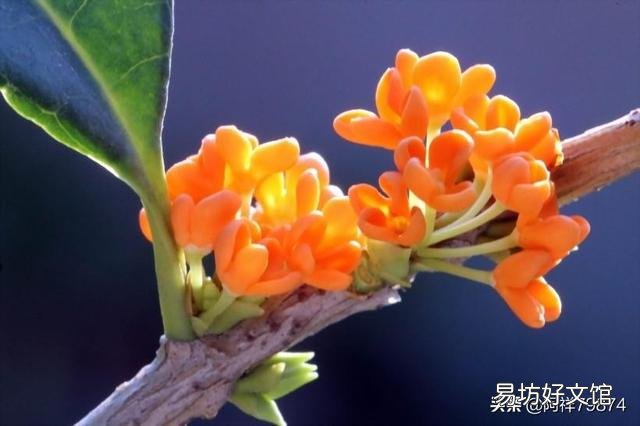 今年桂花到寒露季节正在盛开,请大神帮忙以此为题作一首诗?