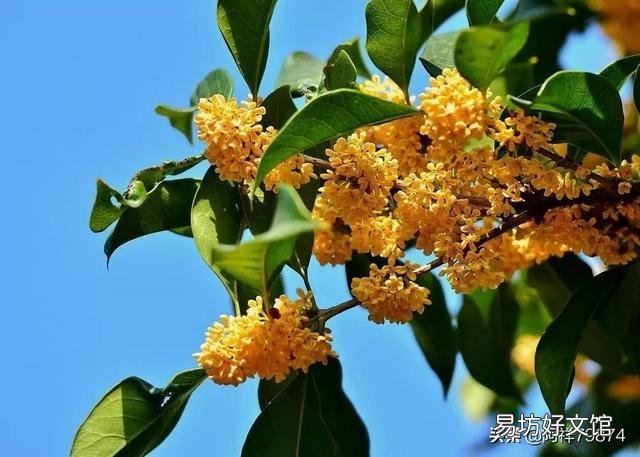 今年桂花到寒露季节正在盛开,请大神帮忙以此为题作一首诗?
