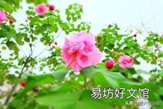 请大神帮忙作诗一首如何形容深秋的芙蓉?