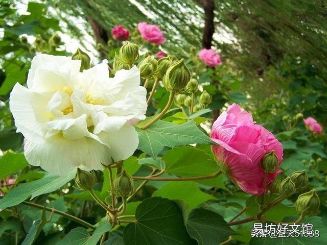 请大神帮忙作诗一首如何形容深秋的芙蓉?