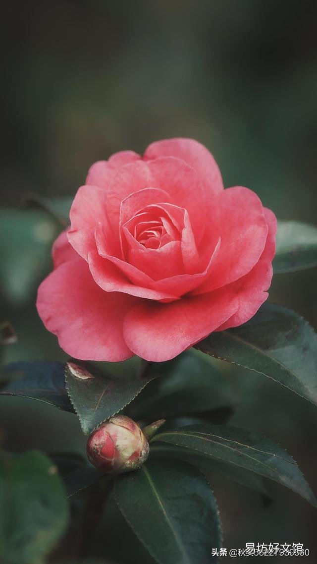 凋花落叶排秋戏；归雁行云咏客诗。请大神帮忙配成一首诗？