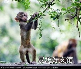 大家来帮以《银猴戏虎》为题作诗一首？