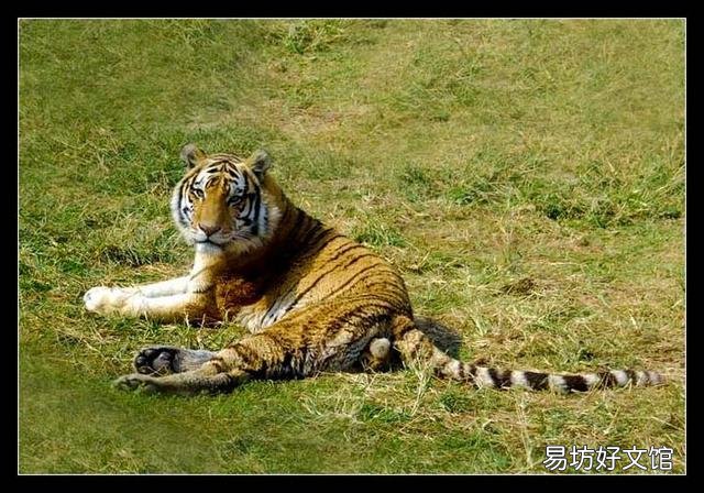 大家来帮以《银猴戏虎》为题作诗一首？