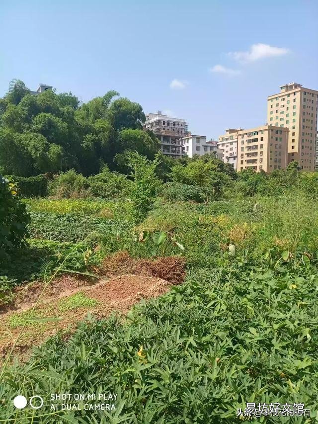 轻采桂花而换酒；喜吟菊韵以知秋。请大神帮忙怎么编成一首以重阳节为题的诗？