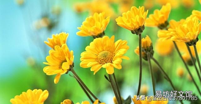 轻采桂花而换酒；喜吟菊韵以知秋。请大神帮忙怎么编成一首以重阳节为题的诗？