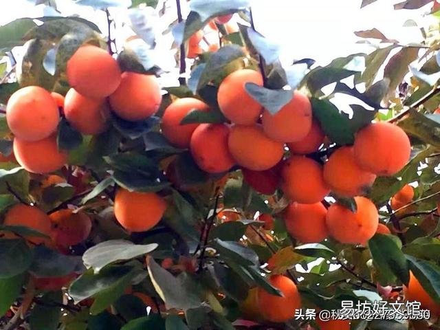 求大神帮忙以今日秋分为题作诗一首?