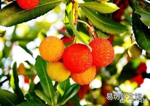 为什么有的地方端午节叫做端阳节?习俗是送扇子,采荷叶,吃包子?
