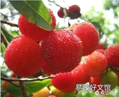 为什么有的地方端午节叫做端阳节?习俗是送扇子,采荷叶,吃包子?