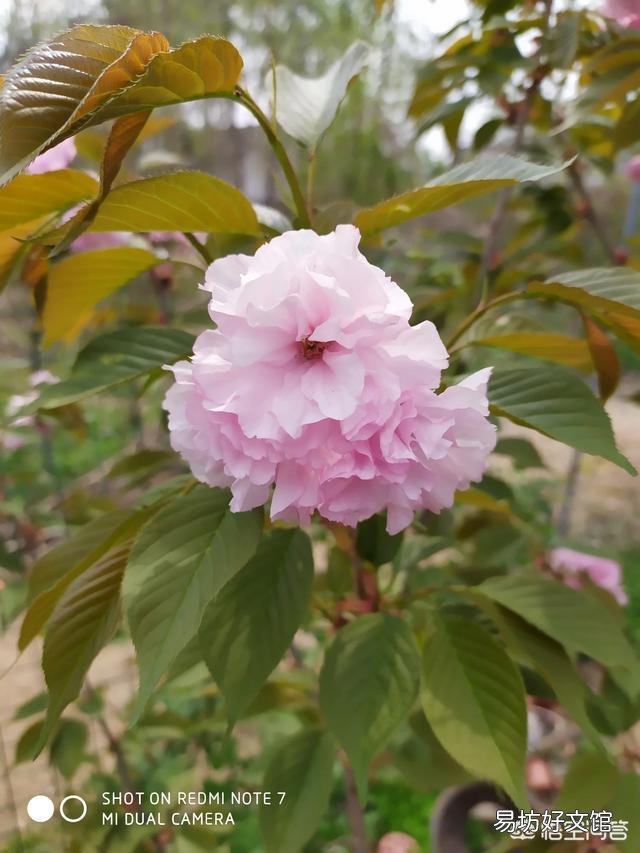 每年清明后五天,油桐花开农村俗话:百草花寒犹是可,桐子花寒冷死我。这段俗话含义?