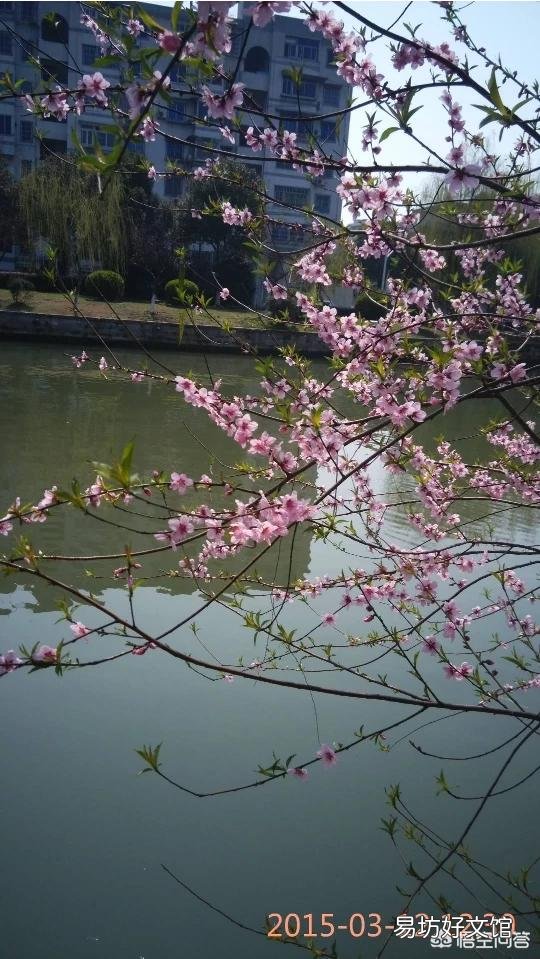 每年清明后五天,油桐花开农村俗话:百草花寒犹是可,桐子花寒冷死我。这段俗话含义?