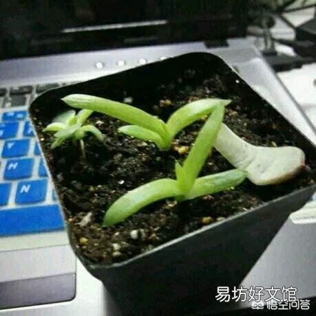 移栽的小芦荟一年了不见生长是怎么回事？
