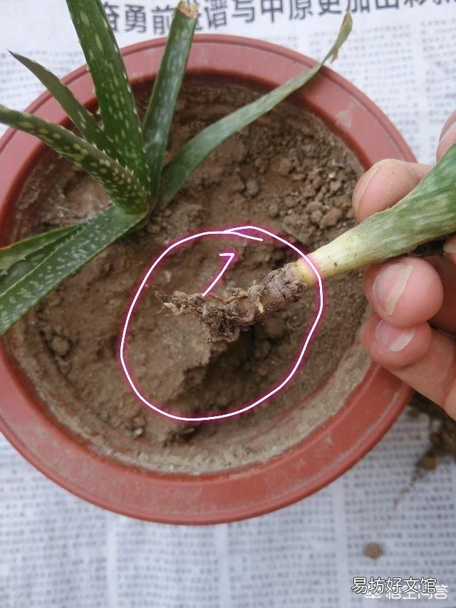 移栽的小芦荟一年了不见生长是怎么回事？
