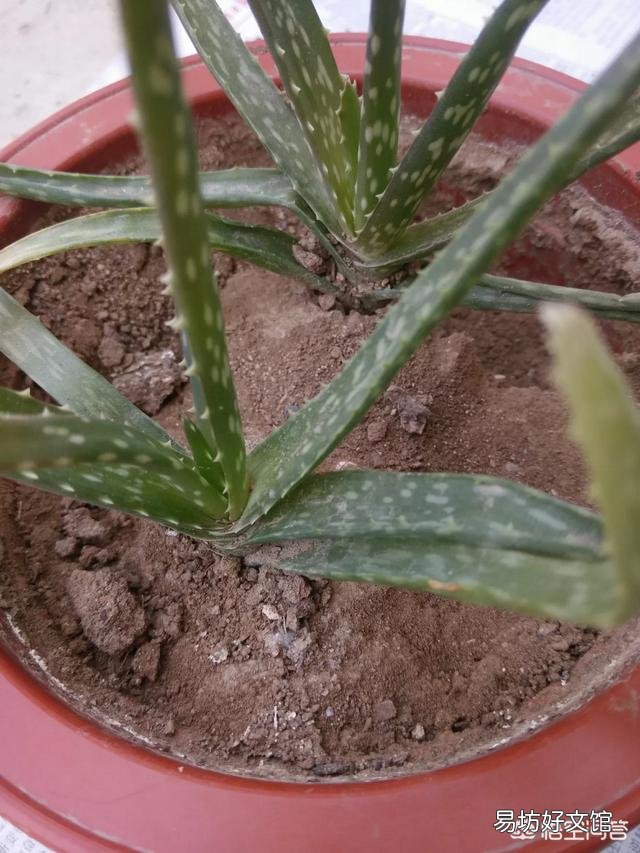 移栽的小芦荟一年了不见生长是怎么回事？