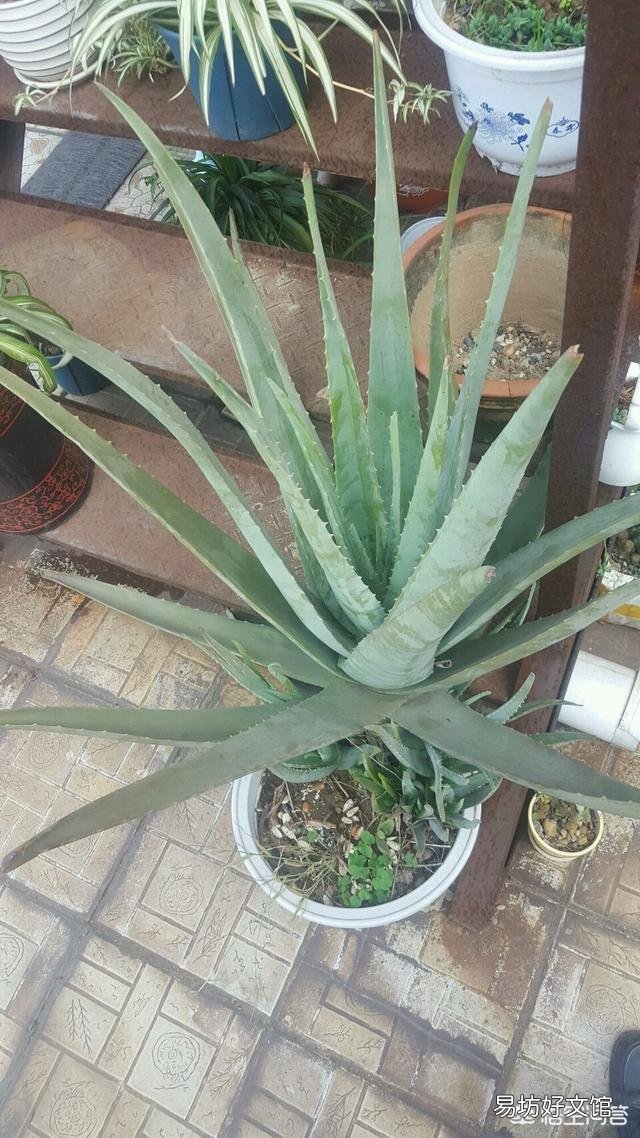 移栽的小芦荟一年了不见生长是怎么回事？