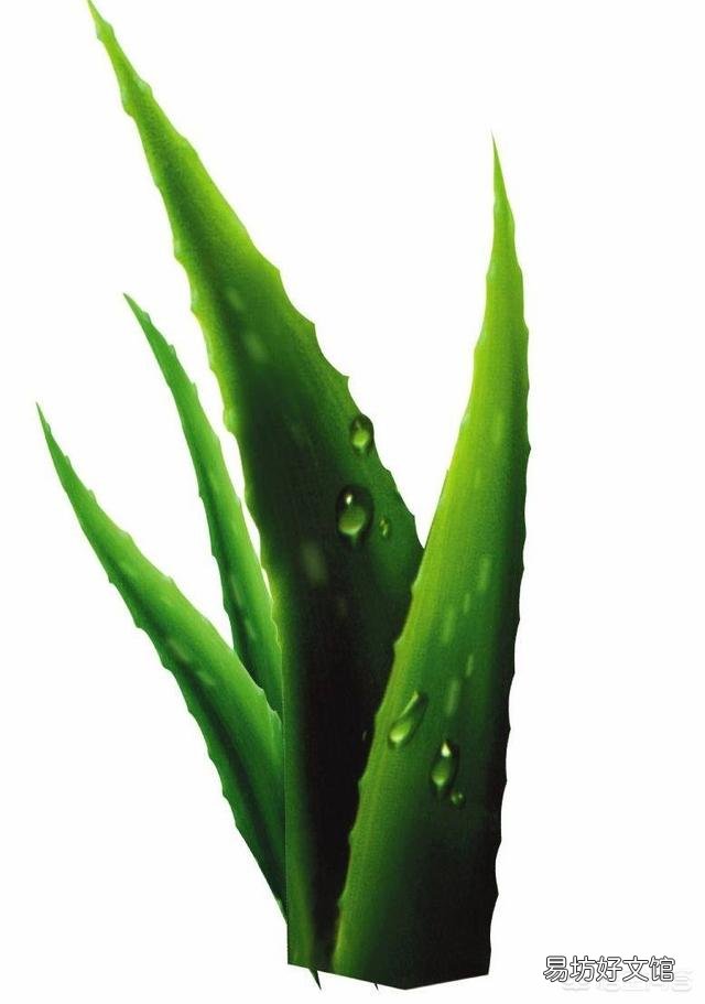 移栽的小芦荟一年了不见生长是怎么回事？