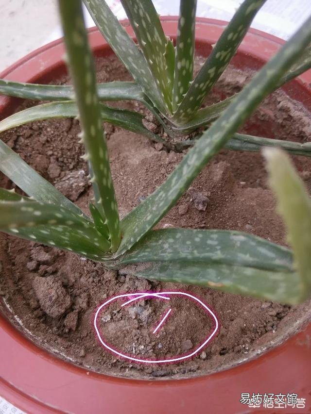 移栽的小芦荟一年了不见生长是怎么回事？