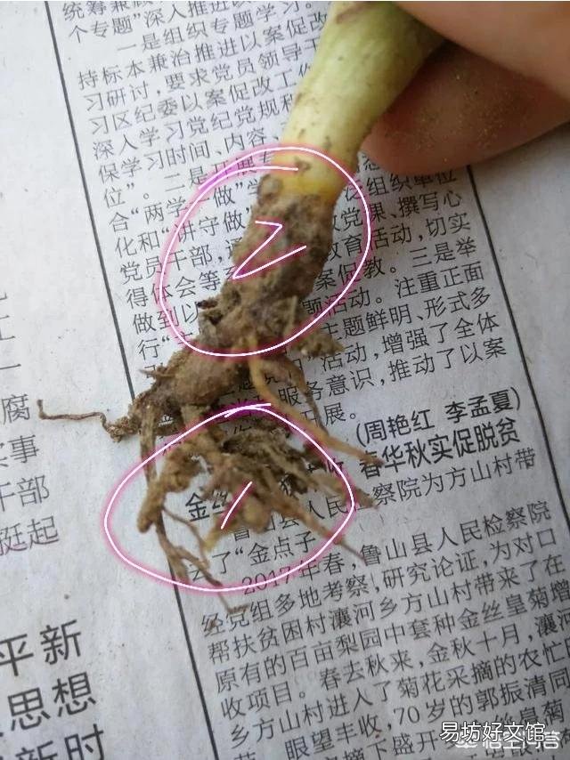 移栽的小芦荟一年了不见生长是怎么回事？