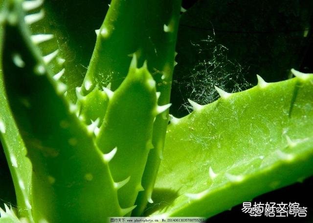 移栽的小芦荟一年了不见生长是怎么回事？