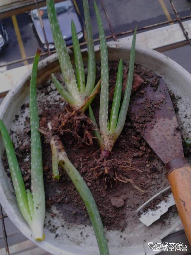 移栽的小芦荟一年了不见生长是怎么回事？